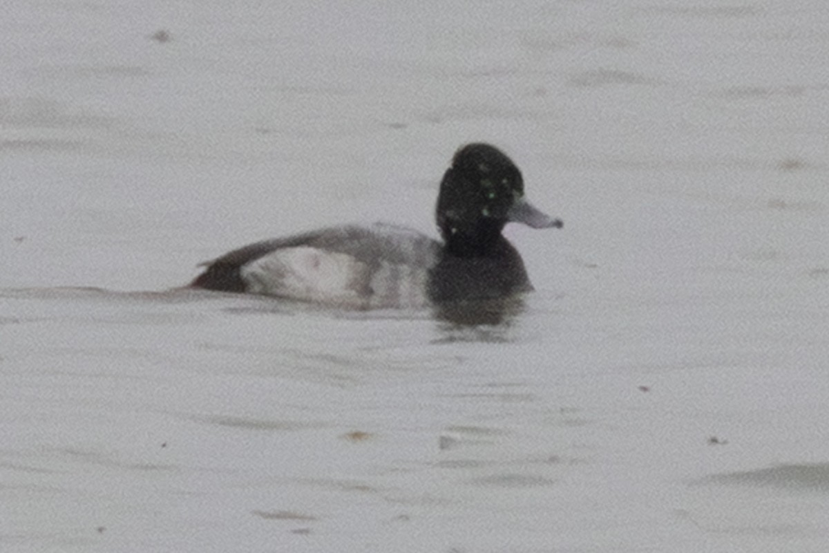Greater/Lesser Scaup - ML646208751