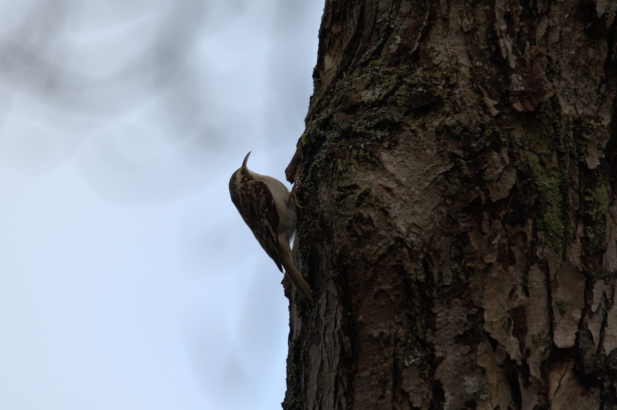 Brown Creeper - ML646208757