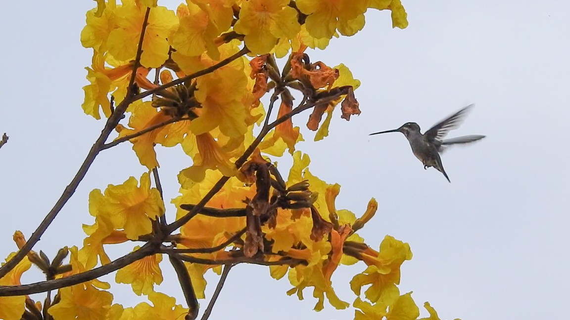 シロスジハチドリ - ML646208759