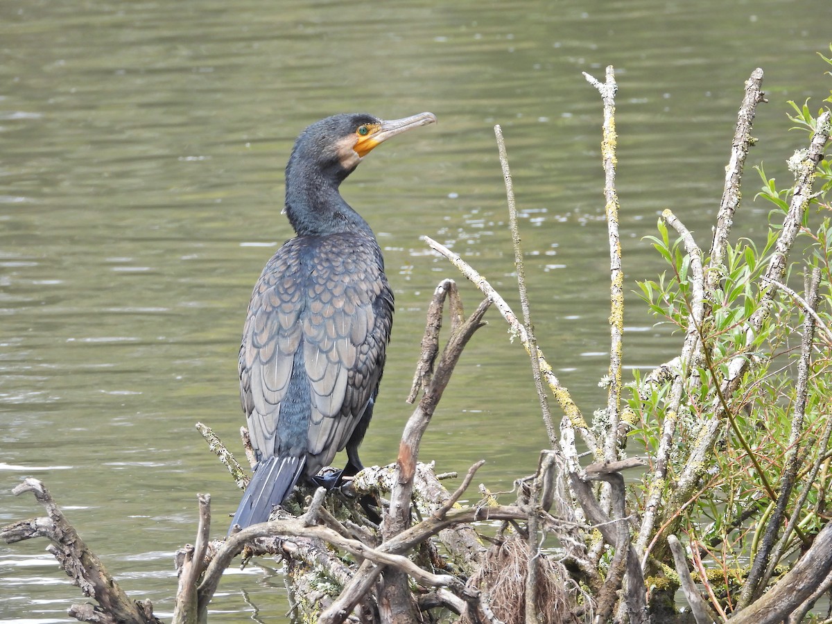 カワウ（novaehollandiae） - ML646208760