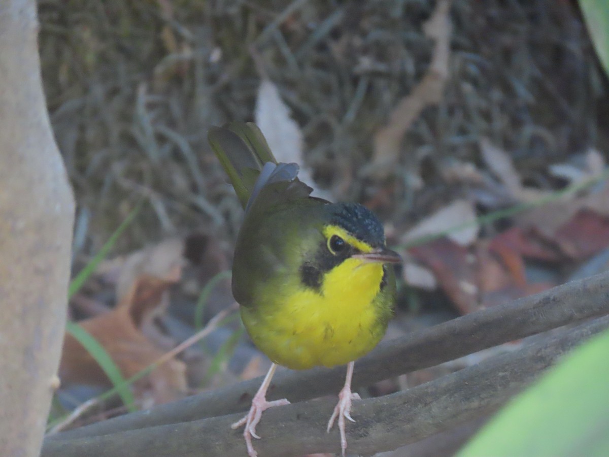 メガネアメリカムシクイ - ML646208761