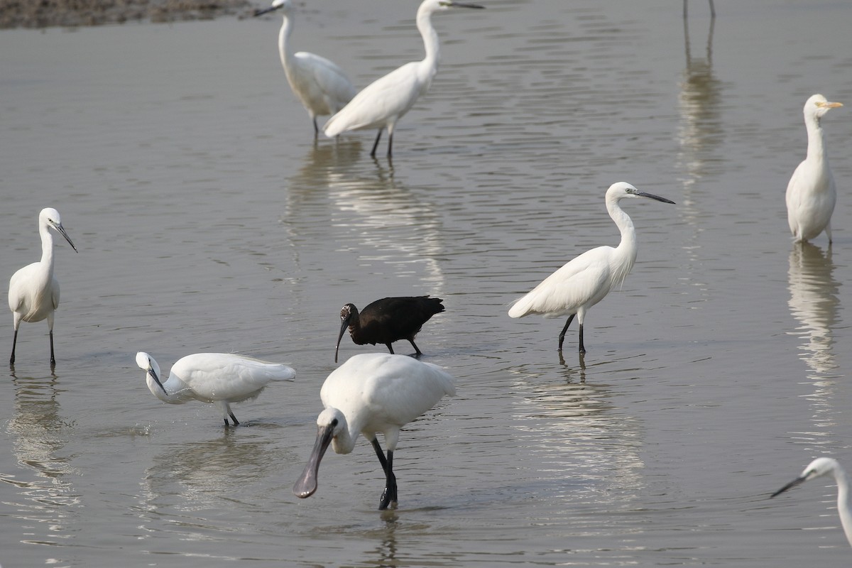 ブロンズトキ - ML646208763