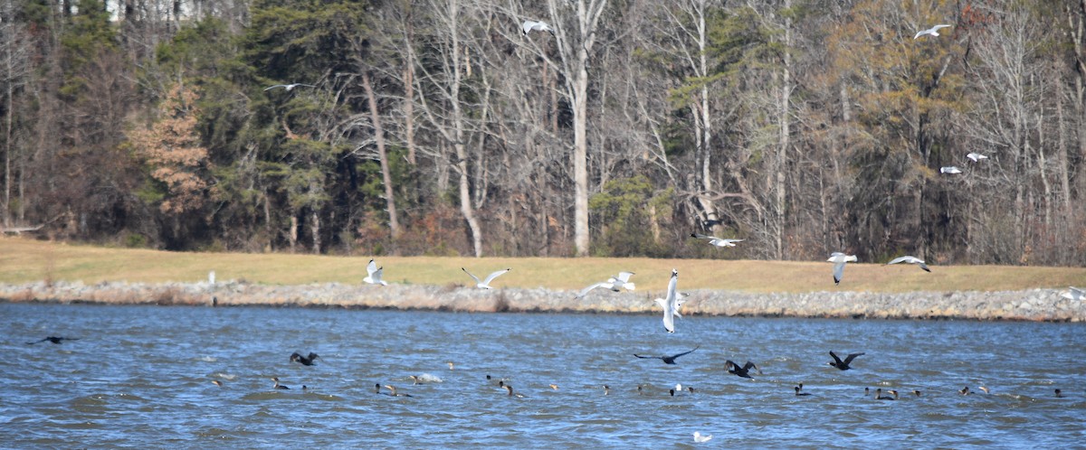 クロワカモメ - ML646208765