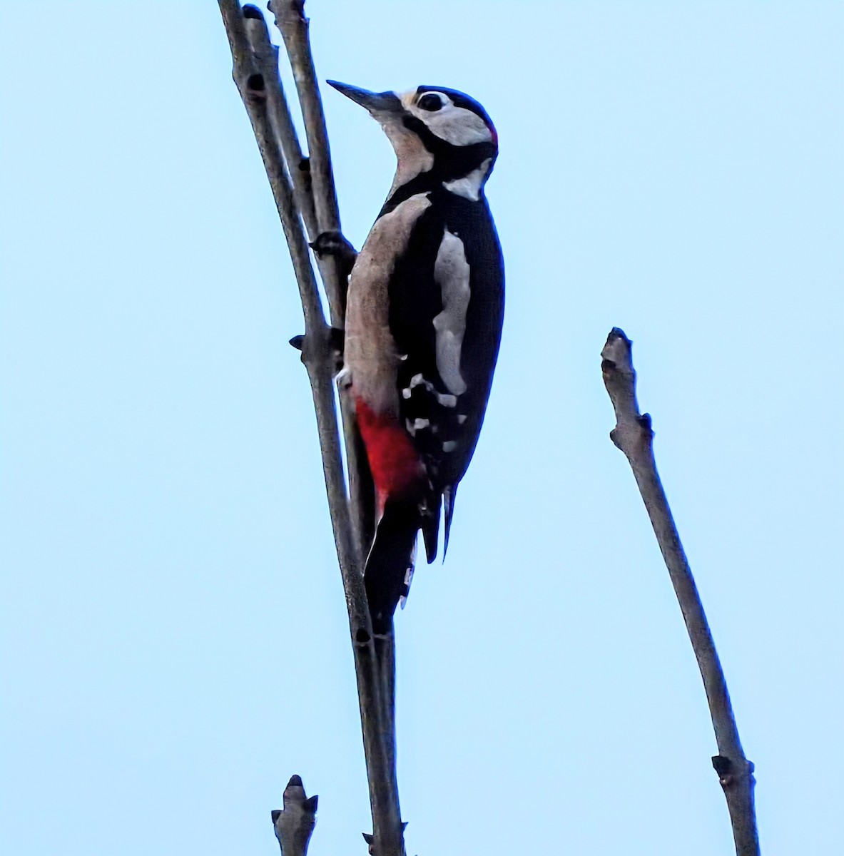 アカゲラ - ML646208766