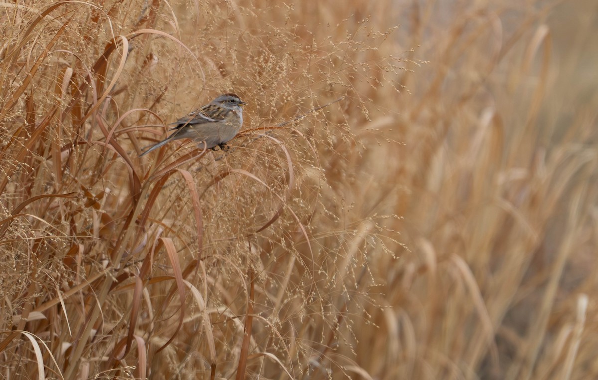 ムナフヒメドリ - ML646208767