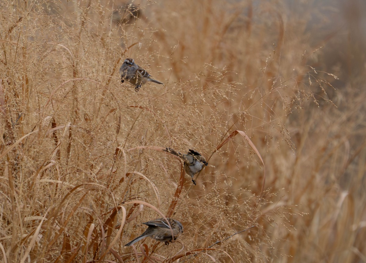 ムナフヒメドリ - ML646208768