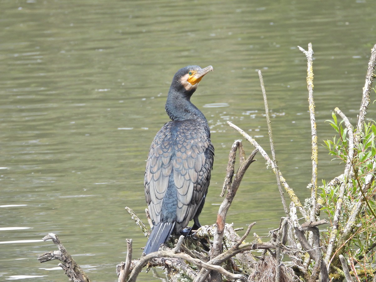 カワウ（novaehollandiae） - ML646208769