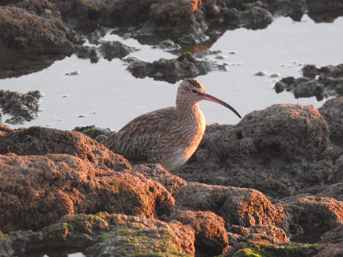 チュウシャクシギ - ML646208770