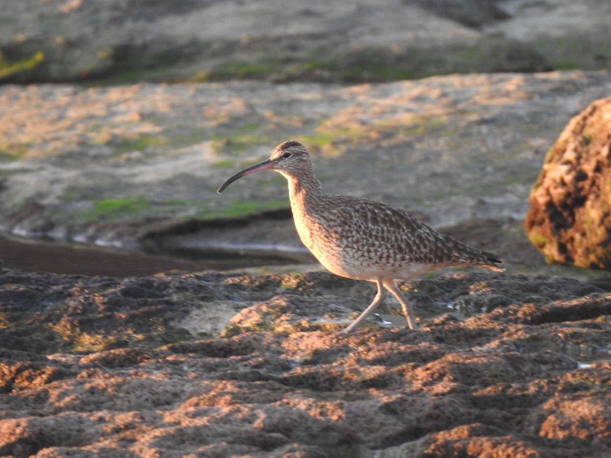 チュウシャクシギ - ML646208771