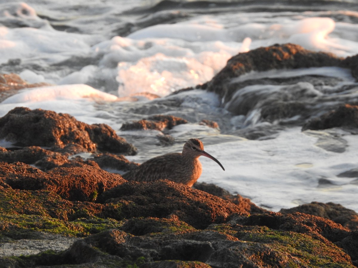 チュウシャクシギ - ML646208772