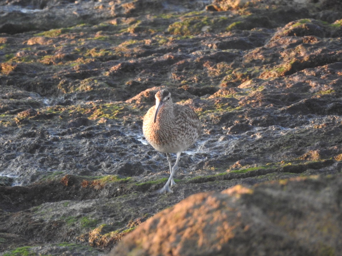 チュウシャクシギ - ML646208773