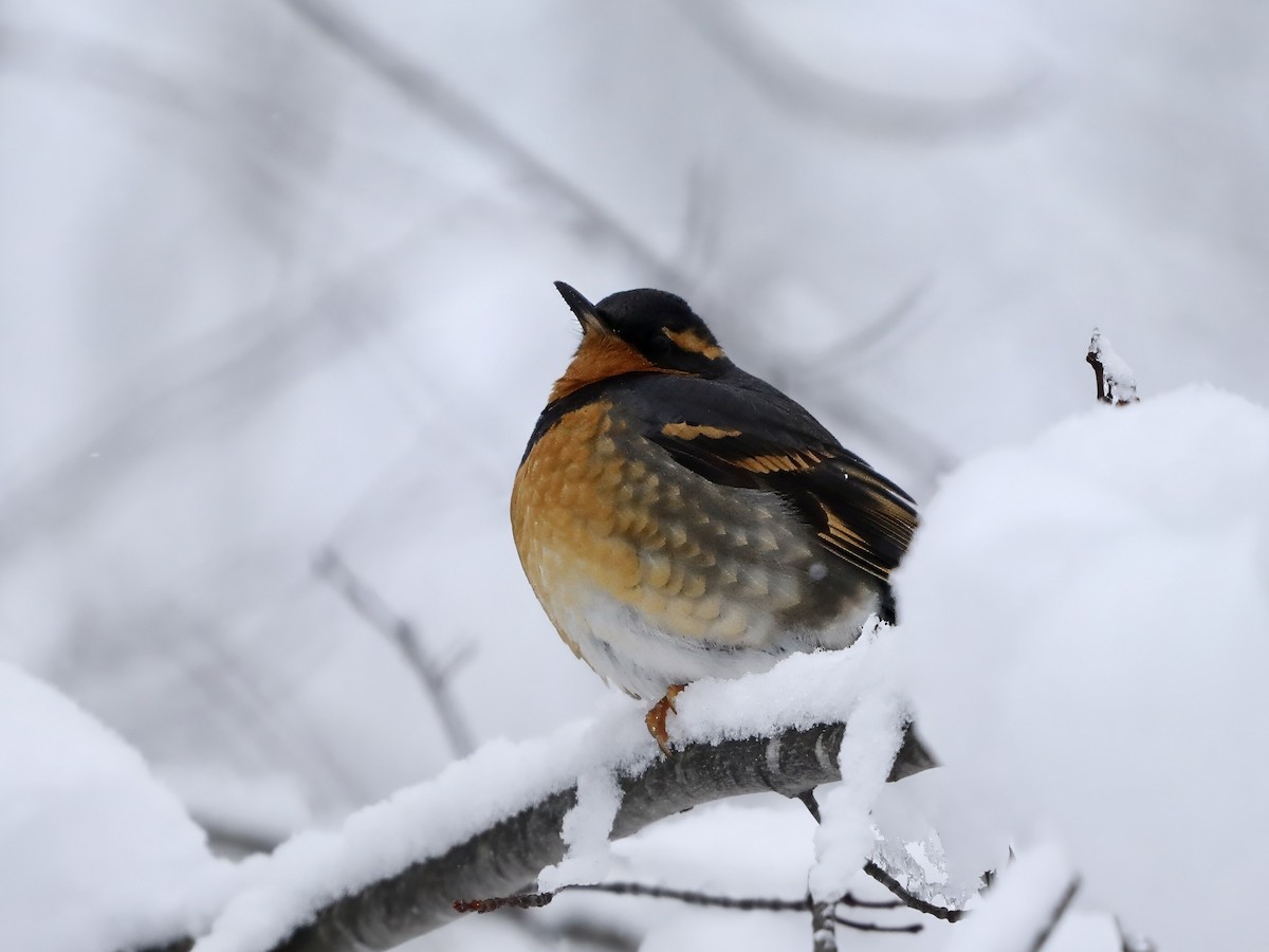 drozd pruhokřídlý - ML646208778