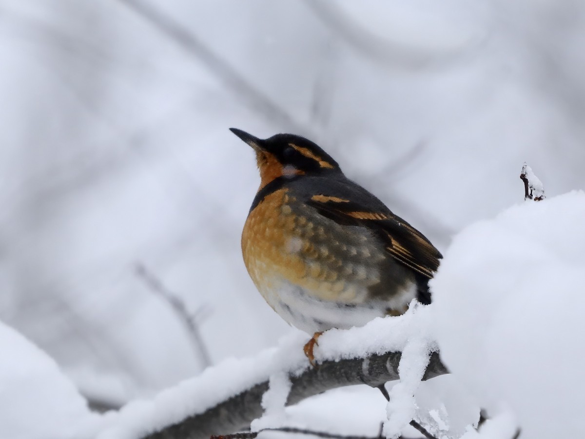 drozd pruhokřídlý - ML646208779