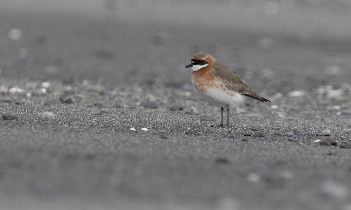 メダイチドリ - ML646208780