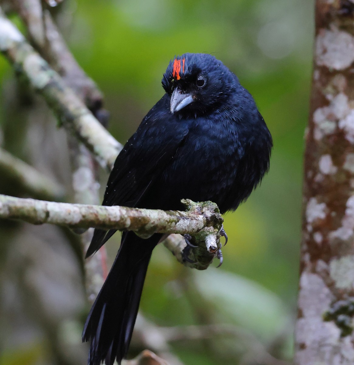 ヒノデクロフウキンチョウ - ML646208781