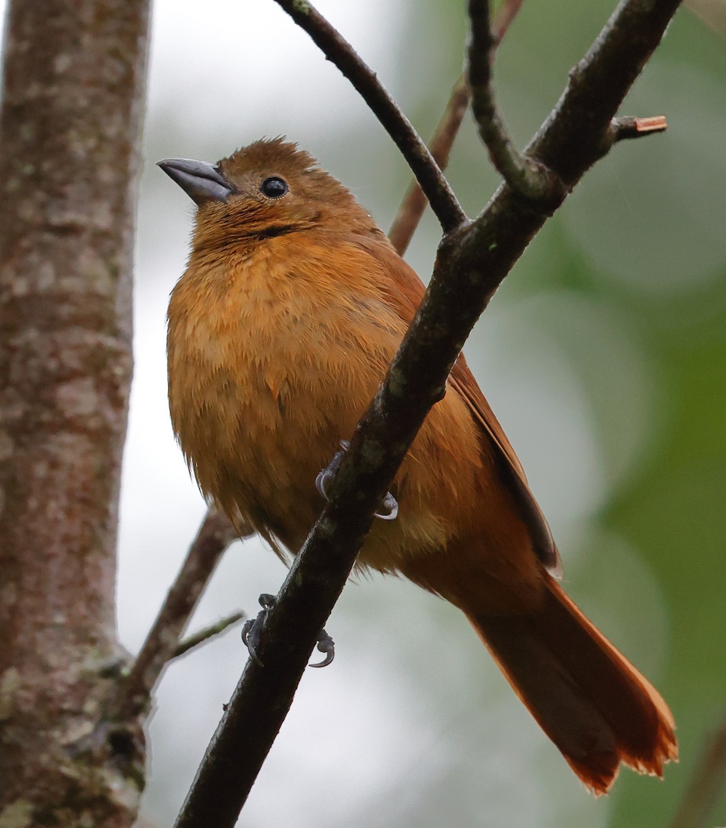 ヒノデクロフウキンチョウ - ML646208782