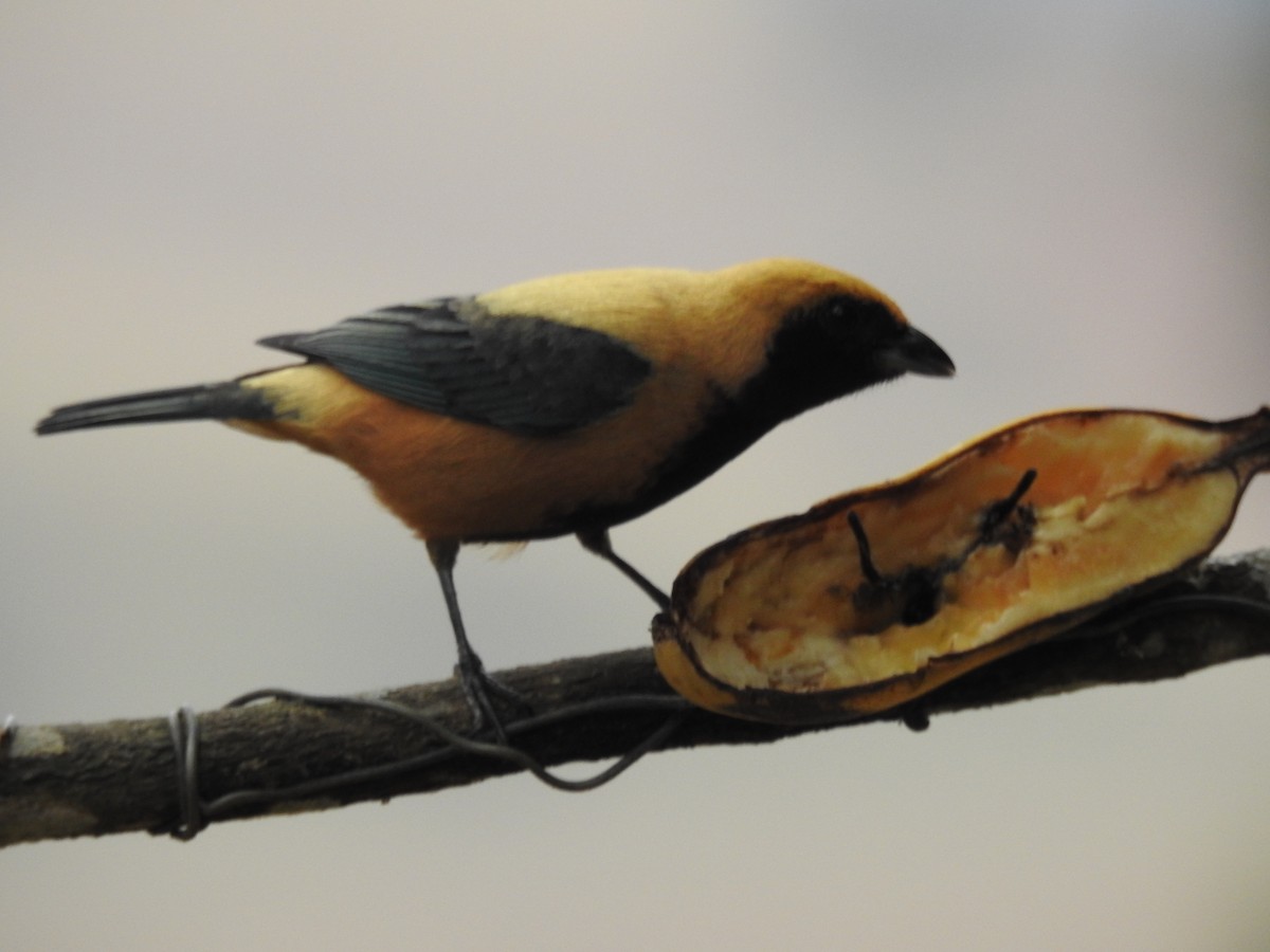 バフイロフウキンチョウ - ML646208785