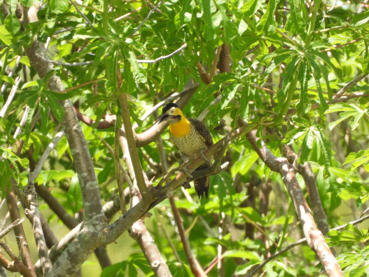 アリツカゲラ - ML646208786