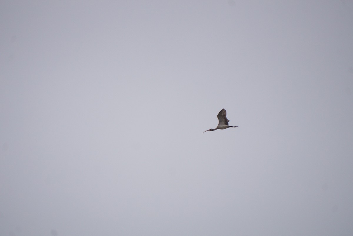 シロトキ - ML646208788