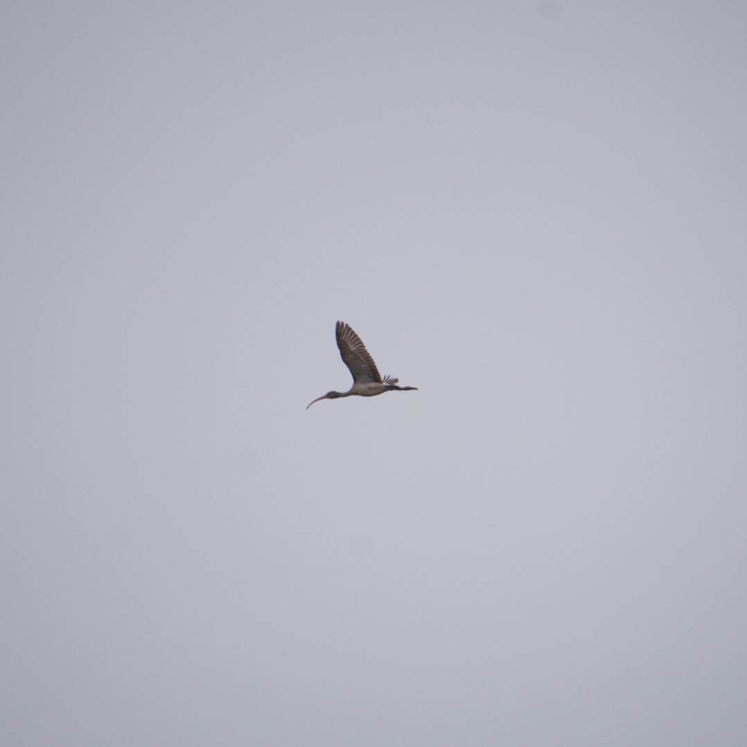 シロトキ - ML646208789