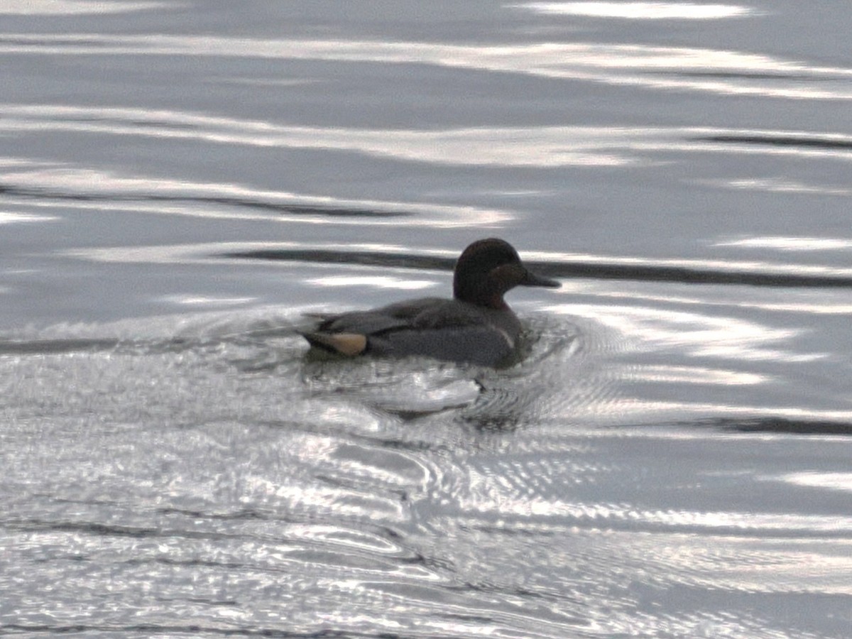 čírka obecná - ML646208800