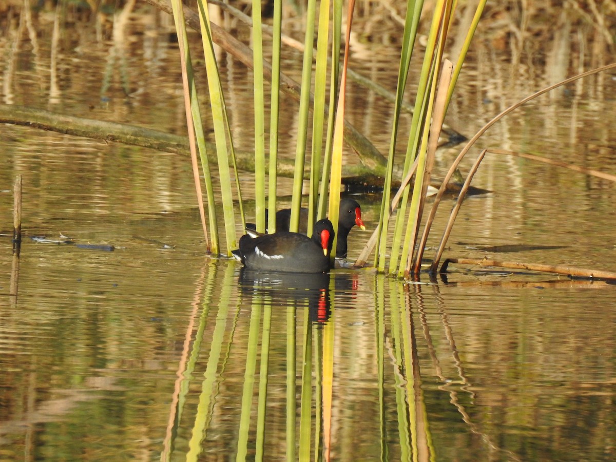 Eurasian Moorhen - ML646208810