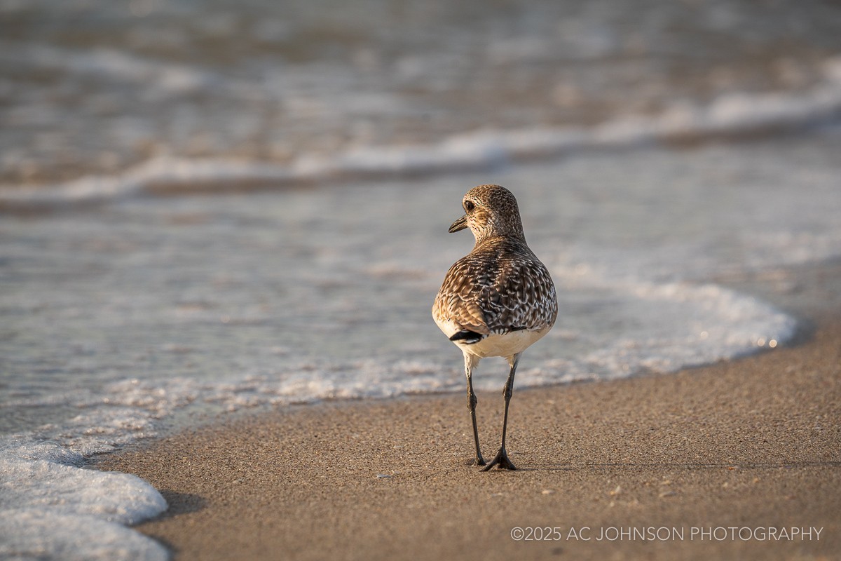 חופזי מנומר - ML646208816