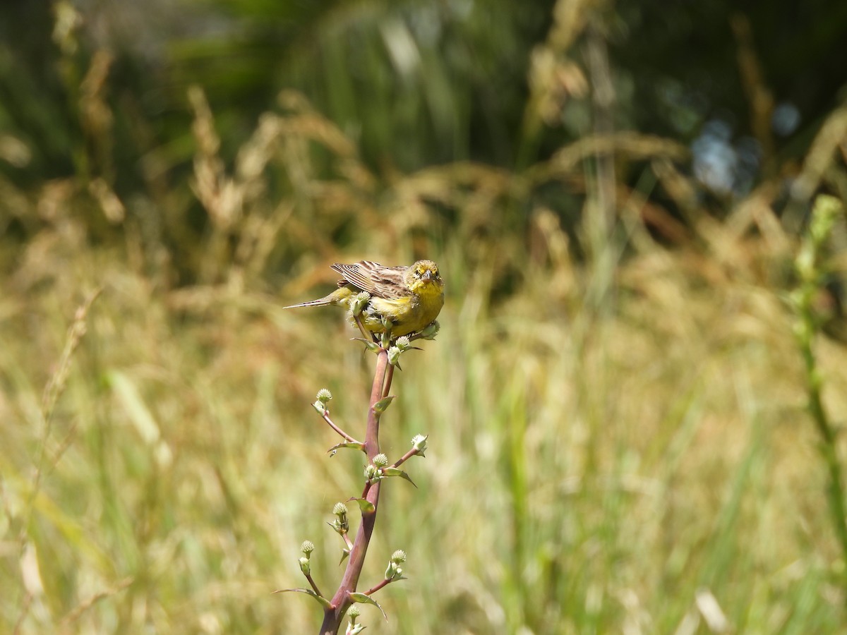 Kurzschnabel-Gilbtangare - ML646208827