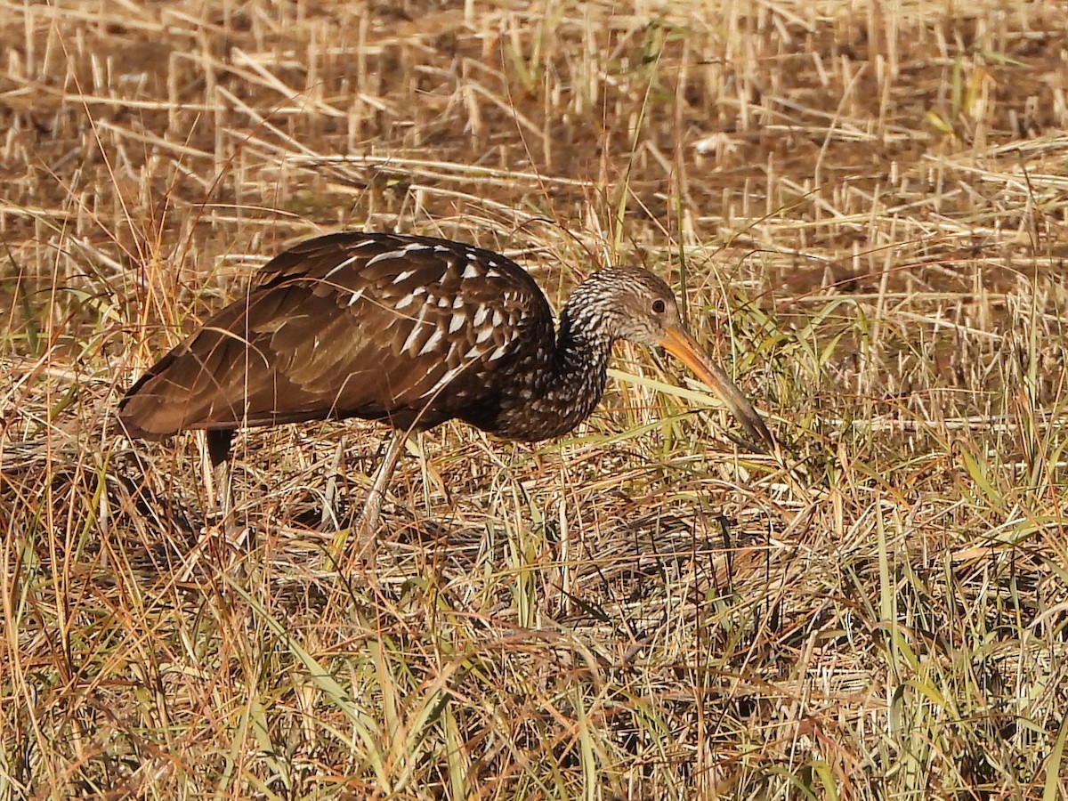 Limpkin - ML646208829