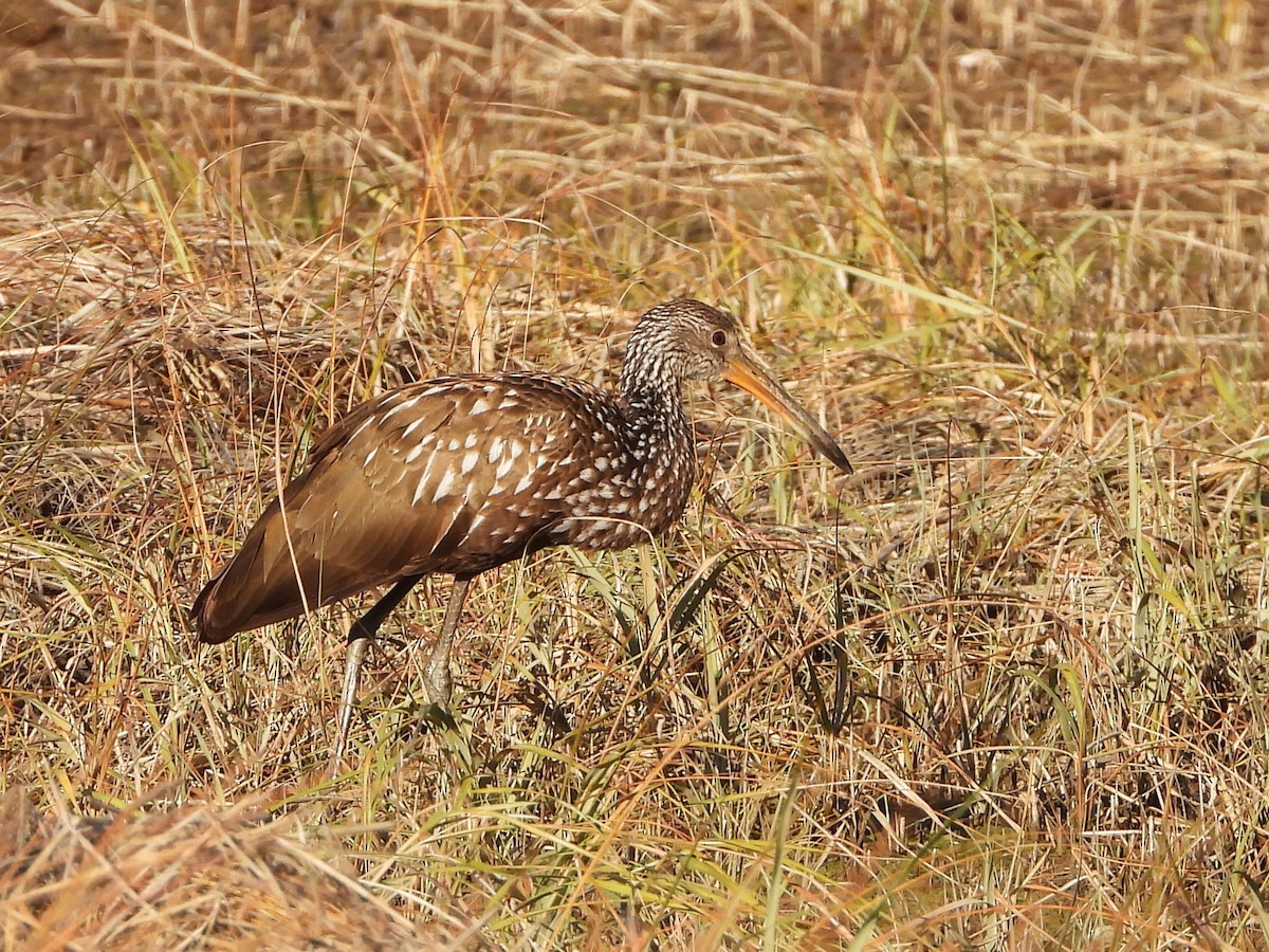 Limpkin - ML646208830