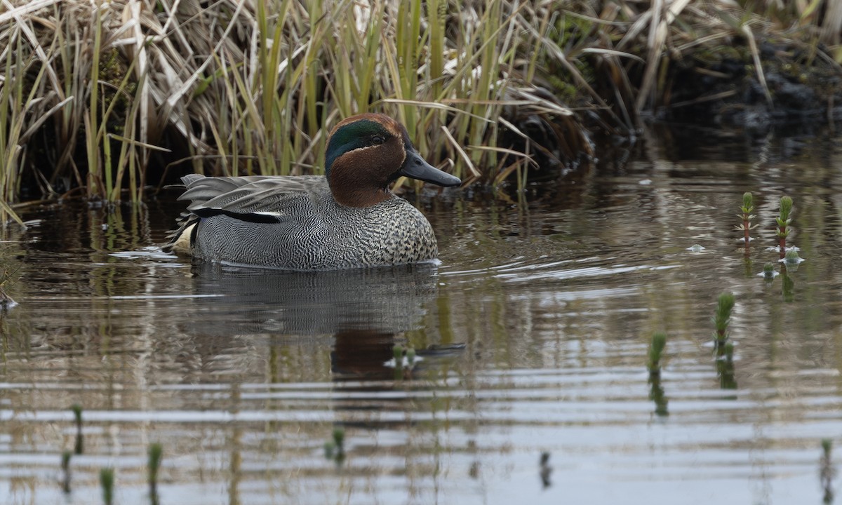Green-winged Teal (Eurasian) - ML646208831