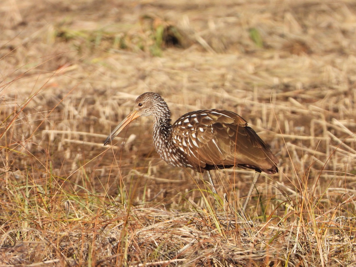 Limpkin - ML646208832