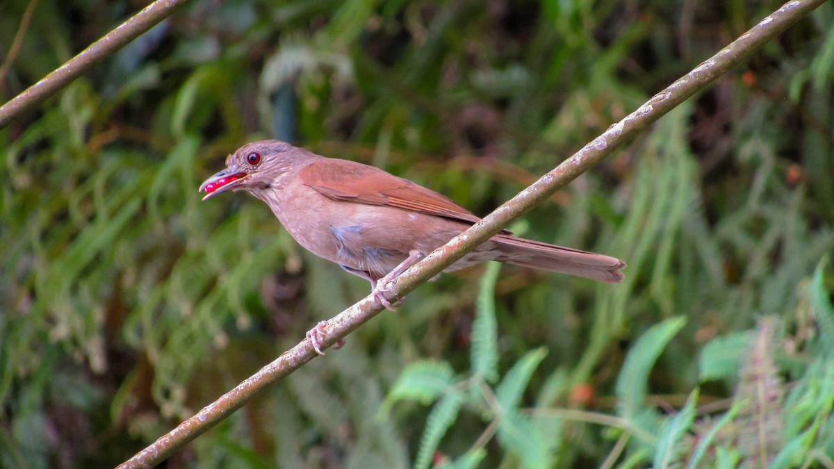 Pale-breasted Thrush - ML646208834