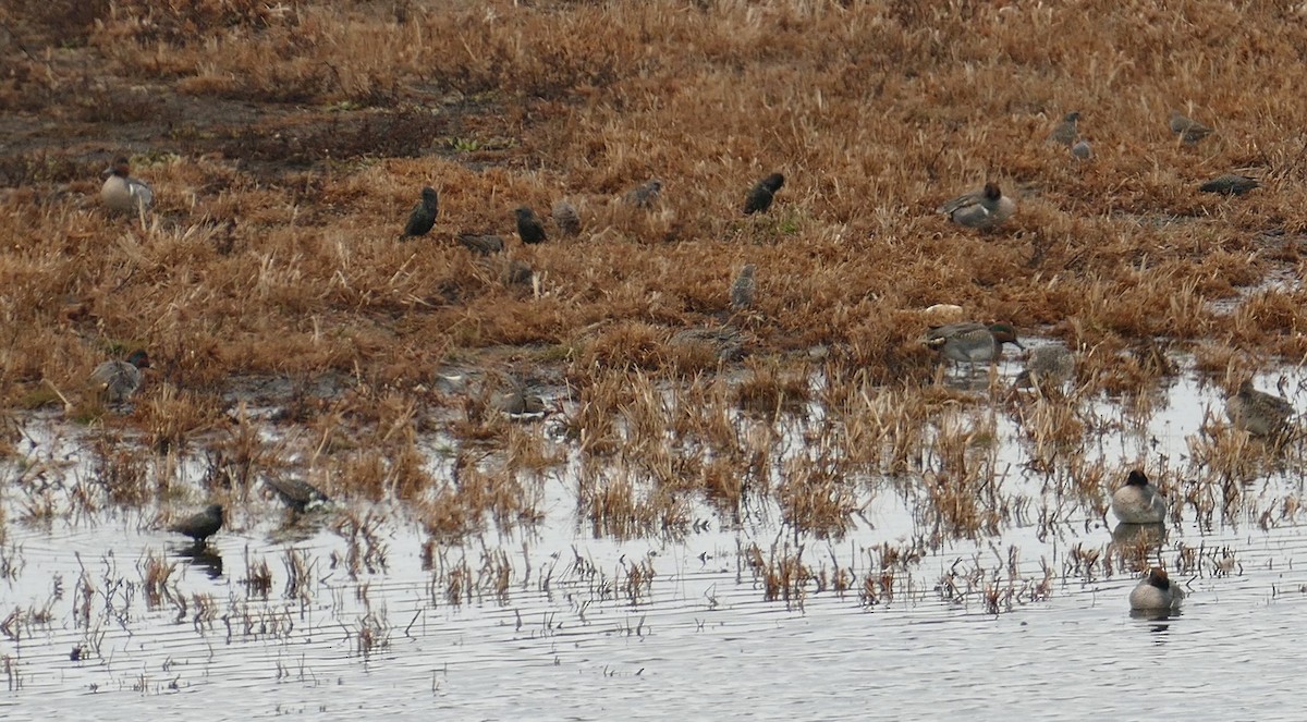 ホシムクドリ - ML646208836