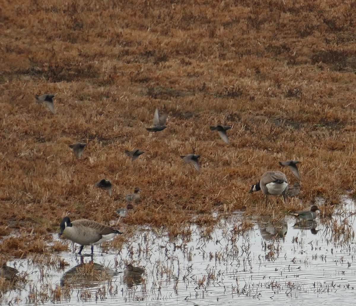 ホシムクドリ - ML646208837