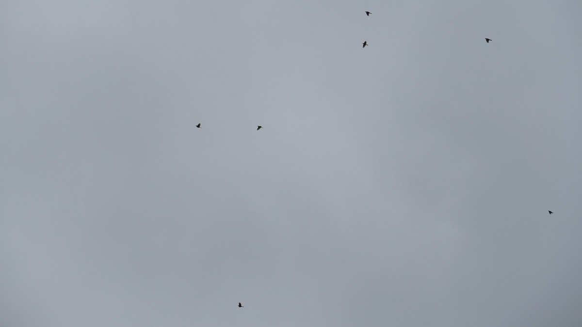 ホシムクドリ - ML646208838