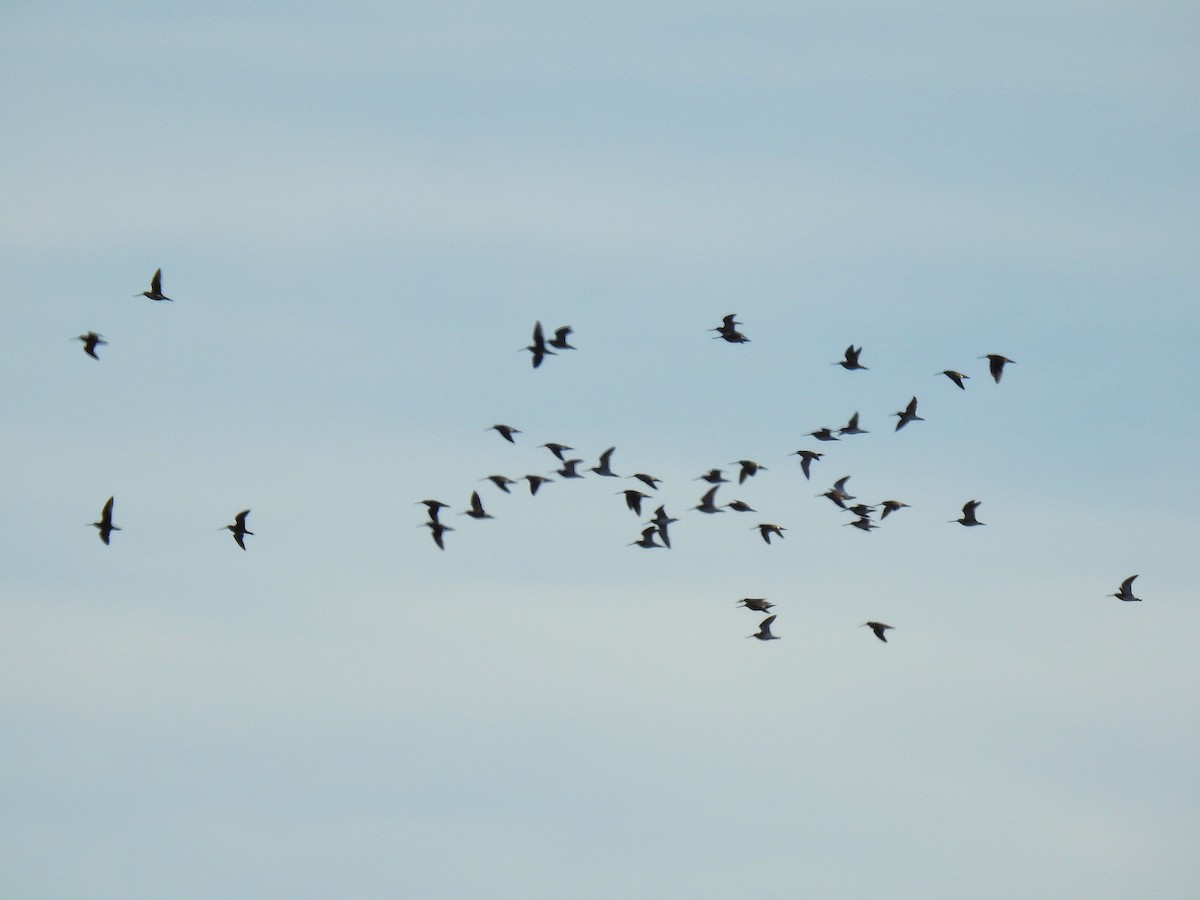 Common Snipe - ML646208849