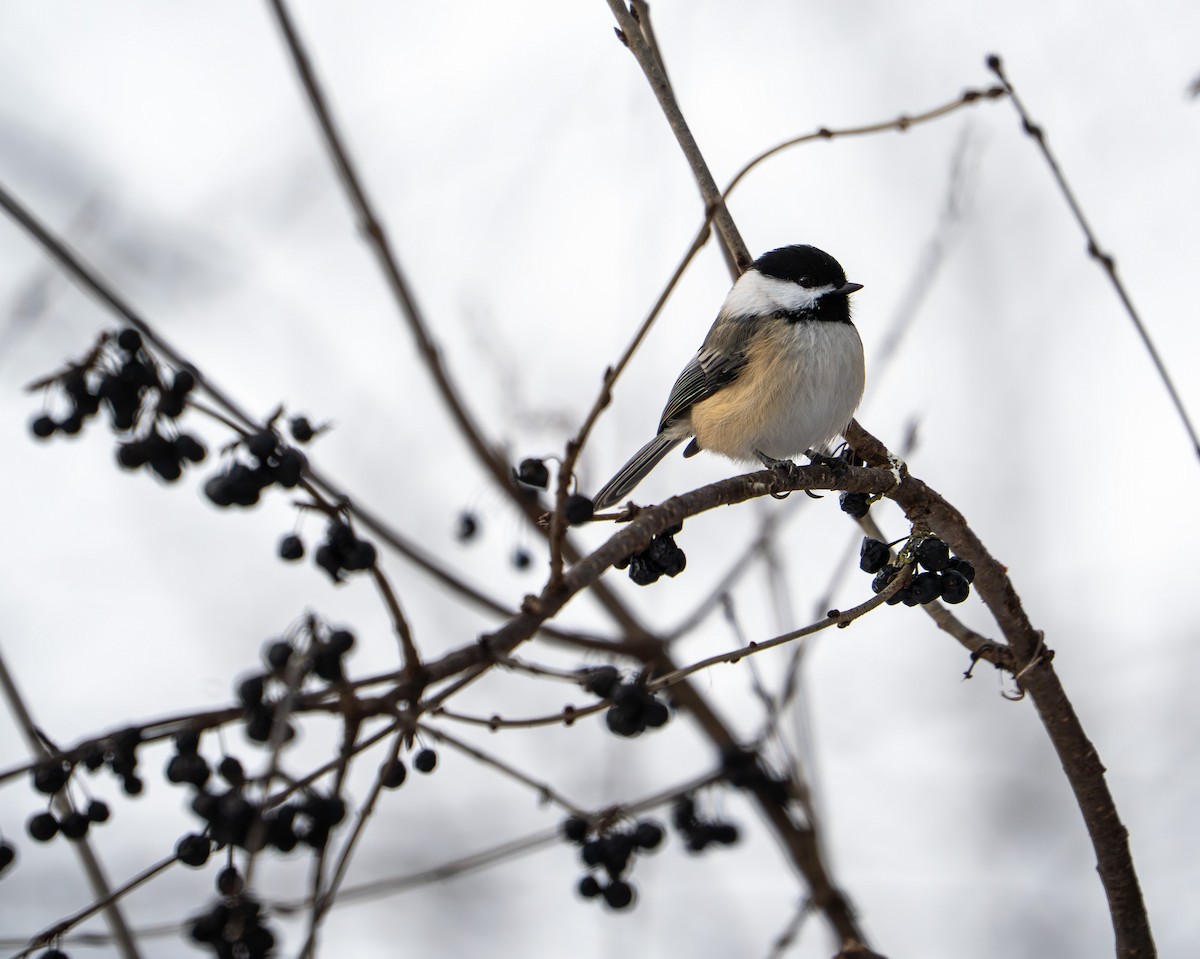 Black-capped Chickadee - ML646208858