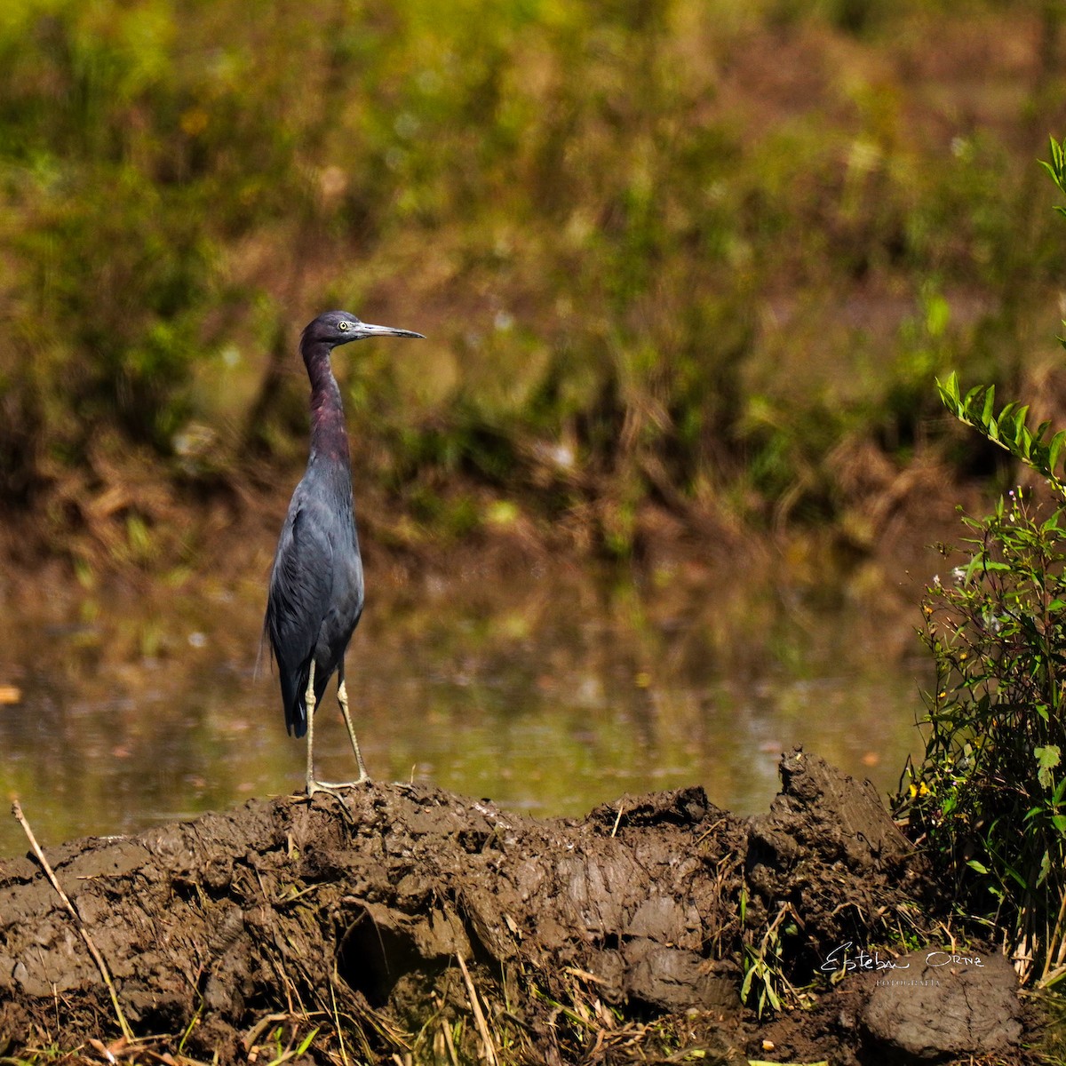 Little Blue Heron - ML646208860