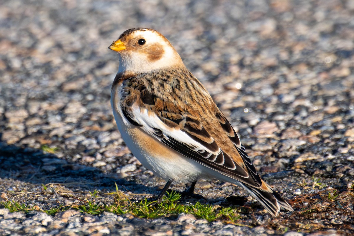 Цасч хөмрөг - ML646208861