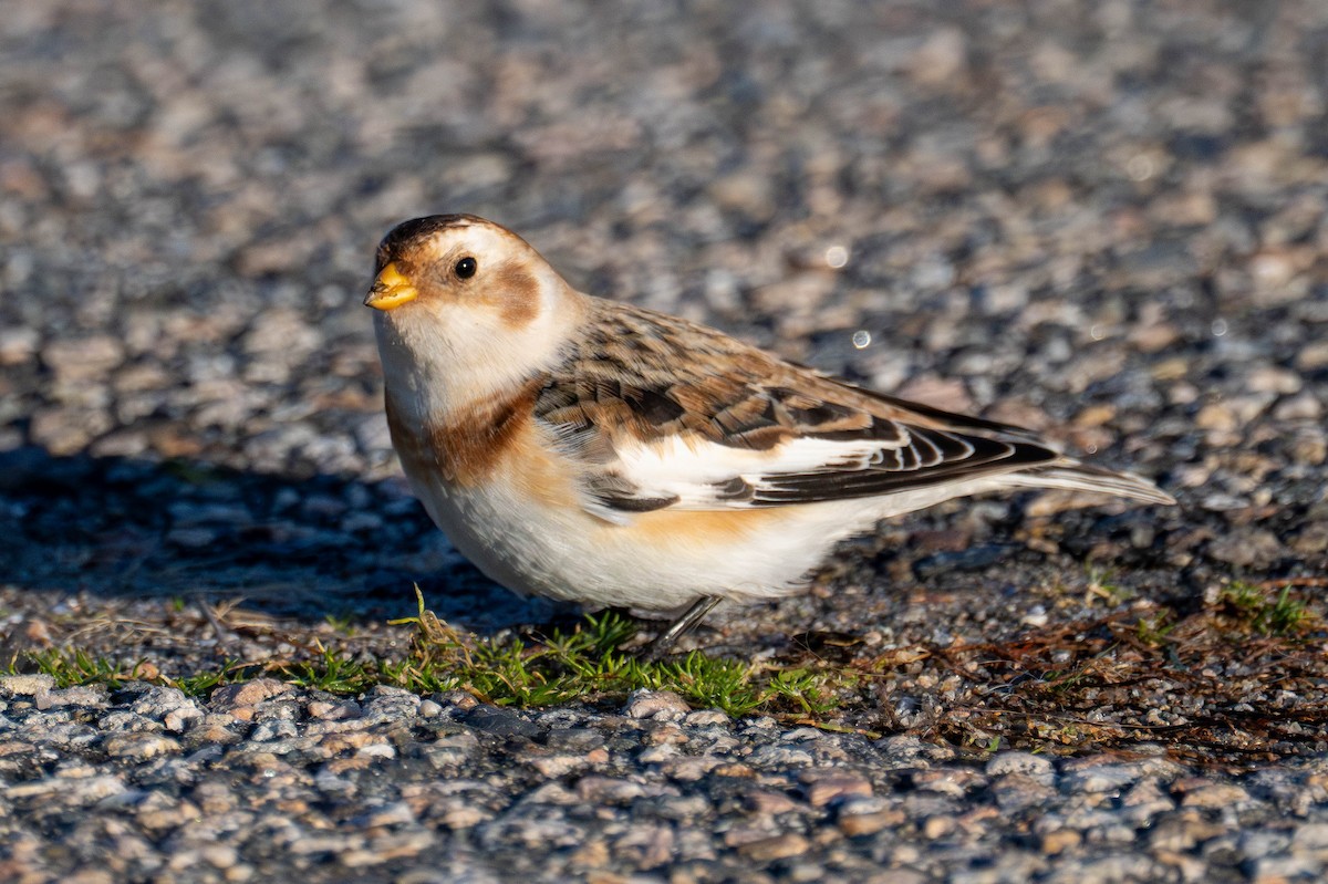 Цасч хөмрөг - ML646208862