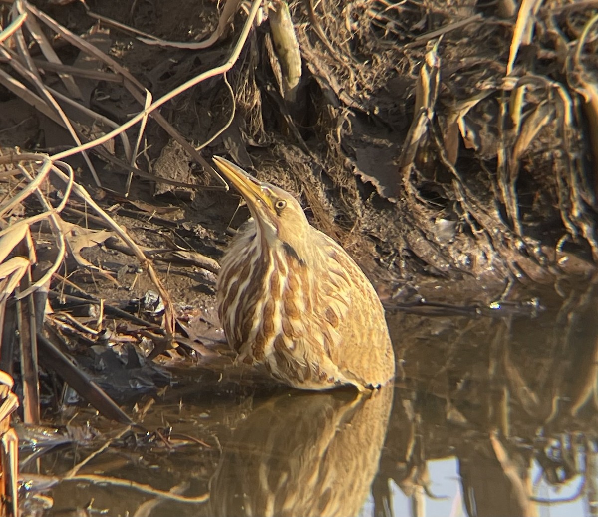 American Bittern - ML646208865