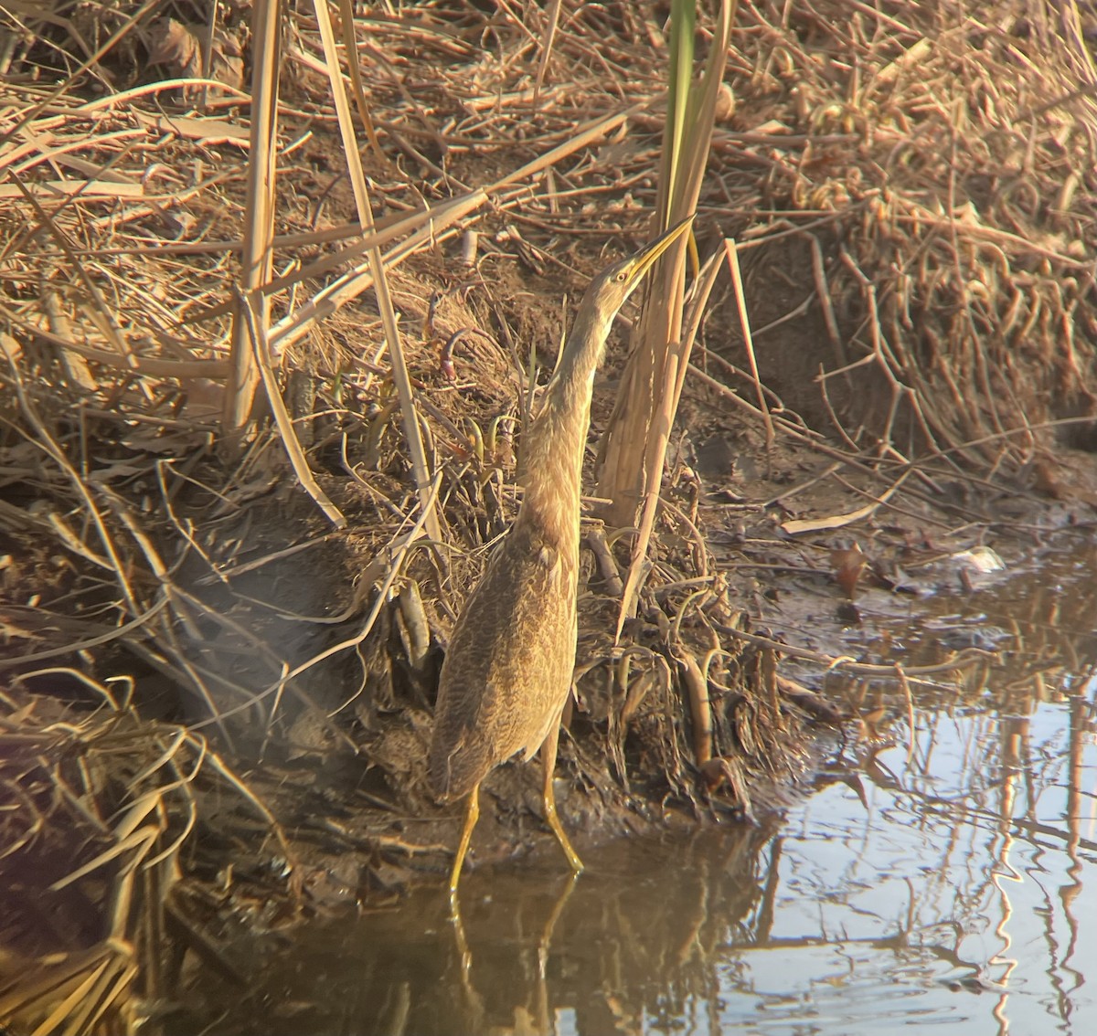 American Bittern - ML646208867