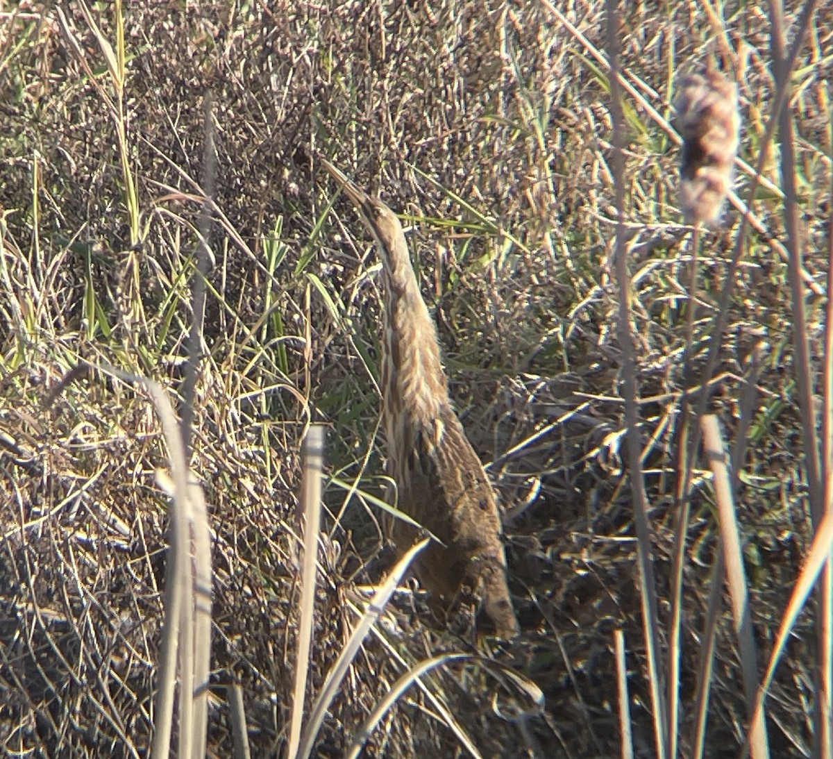 American Bittern - ML646208869