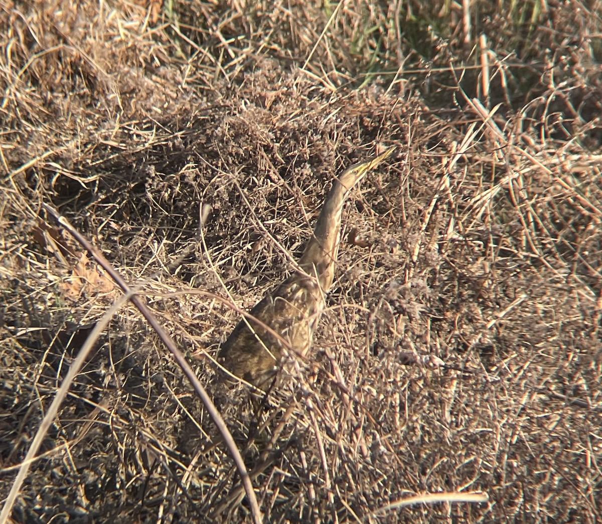 American Bittern - ML646208871