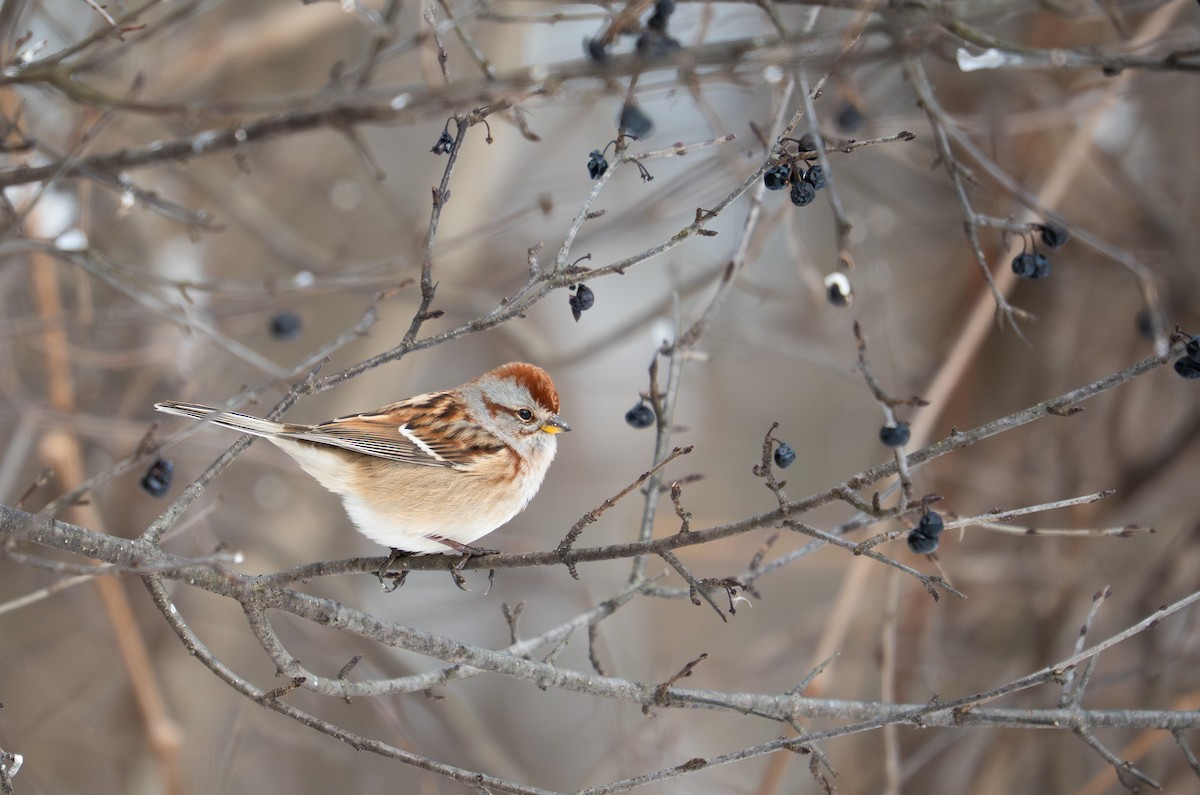 Hudson Körfezi Serçesi - ML646208879