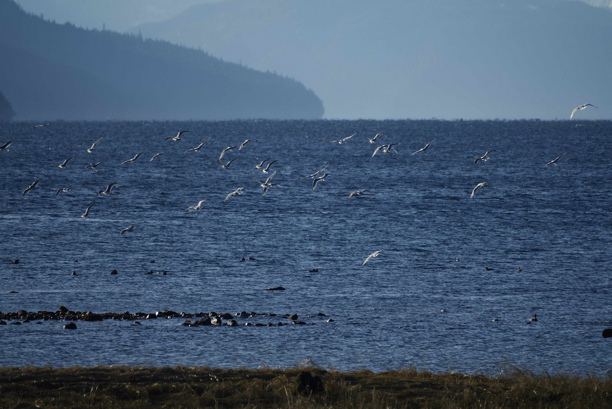 Larinae sp. - ML646208883