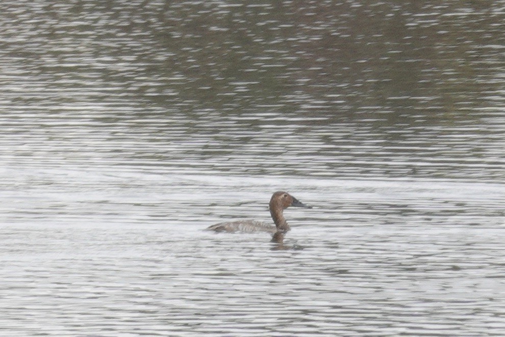 Murgilari bizkarzuria - ML646208885