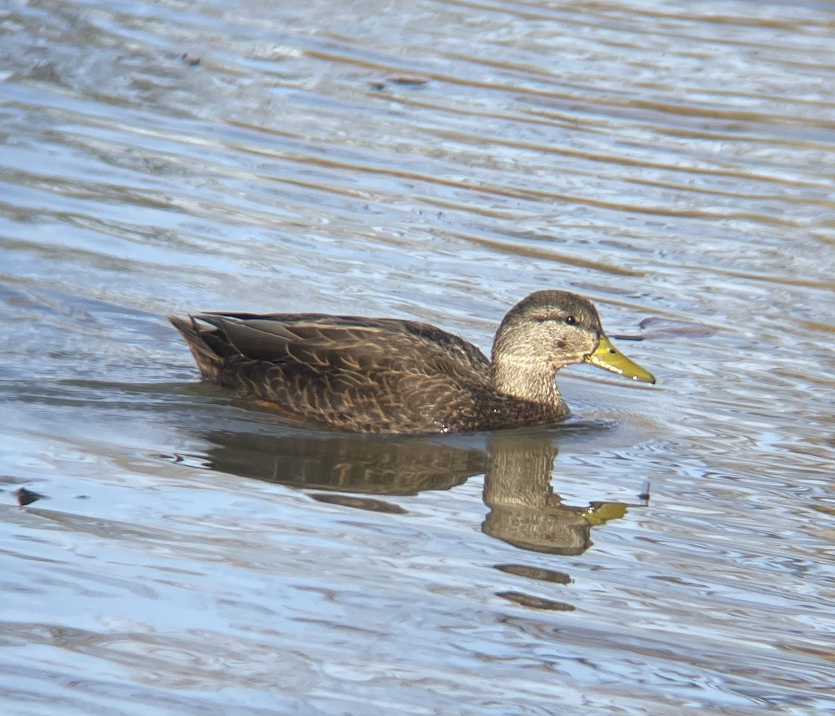 Ahate iluna - ML646208889