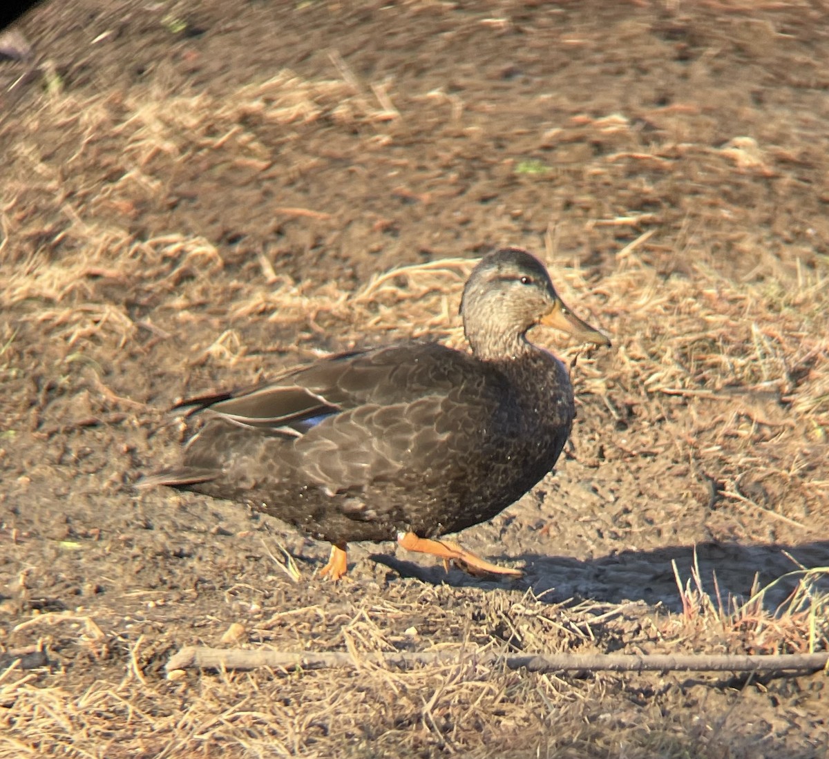 Ahate iluna - ML646208890